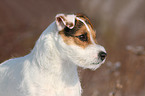 Jack Russell Terrier Portrait