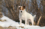 standing Jack Russell Terrier in the snow