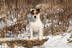 standing Jack Russell Terrier in the snow