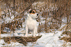 standing Jack Russell Terrier in the snow