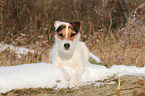 lying Jack Russell Terrier in the snow