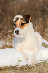 lying Jack Russell Terrier in the snow