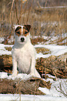sitting Jack Russell Terrier in the snow