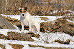 standing Jack Russell Terrier in the snow
