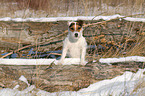 Jack Russell Terrier Portrait in the snow