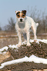 standing Jack Russell Terrier in the snow