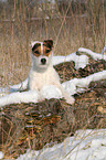 Jack Russell Terrier Portrait in the snow