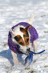 Jack Russell Terrier with toy