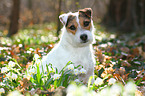 sitting Jack Russell Terrier