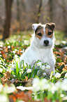 sitting Jack Russell Terrier