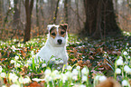 sitting Jack Russell Terrier