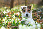 Jack Russell Terrier Portrait