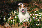 sitting Jack Russell Terrier