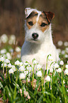 Jack Russell Terrier Portrait