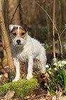 standing Jack Russell Terrier