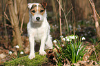 standing Jack Russell Terrier