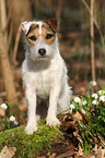 standing Jack Russell Terrier