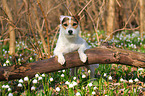 standing Jack Russell Terrier