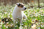 standing Jack Russell Terrier