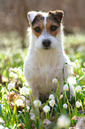 sitting Jack Russell Terrier