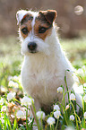sitting Jack Russell Terrier