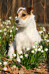 sitting Jack Russell Terrier