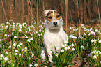 sitting Jack Russell Terrier