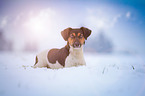 lying Jack Russell Terrier