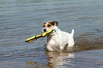 playing Jack Russell Terrier