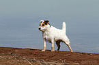 running Jack Russell Terrier