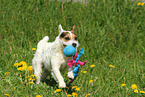 playing Jack Russell Terrier