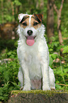 sitting Jack Russell Terrier