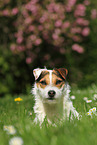 Jack Russell Terrier Portrait