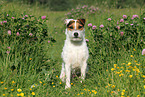 sitting Jack Russell Terrier