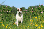 sitting Jack Russell Terrier