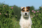 Jack Russell Terrier Portrait