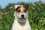 Jack Russell Terrier Portrait