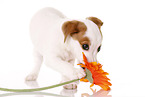 Jack Russell Terrier Puppy