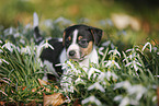 Jack Russell Terrier Puppy