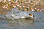 running Jack Russell Terrier