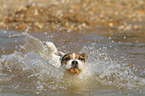 running Jack Russell Terrier