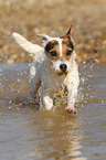 running Jack Russell Terrier