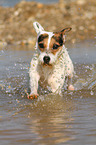 running Jack Russell Terrier