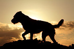 walking Jack Russell Terrier