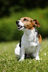 sitting Jack Russell Terrier