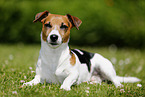 lying Jack Russell Terrier