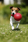 playing Jack Russell Terrier