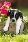 Jack Russell Terrier Puppy in the countryside