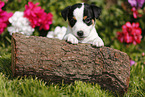Jack Russell Terrier Puppy in the countryside