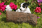 Jack Russell Terrier Puppy in the countryside